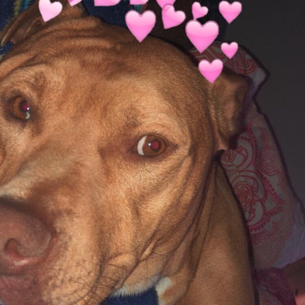 Meet your Posher, Abby